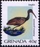 Colnect-4178-504-Limpkin-Aramus-guarauna.jpg