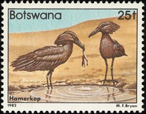 Colnect-597-747-Hamerkop-Scopus-umbretta.jpg