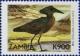 Colnect-488-973-Hamerkop-Scopus-umbretta.jpg