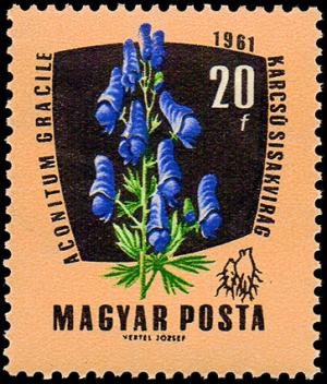 Colnect-867-147-European-Monkshood-Aconitum-variegatum.jpg