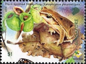 Colnect-609-935-Black-spotted-Sticky-Frog-Kalophrynus-pleurostigma.jpg