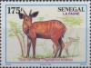 Colnect-2189-113-Bushbuck-Tragelaphus-scriptus.jpg