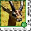 Colnect-3531-932-Gerenuk-Litocranius-walleri.jpg