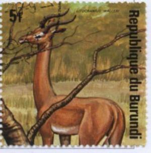 Colnect-1323-947-Gerenuk-Lithocranius-walleri.jpg