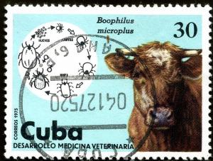 Colnect-1476-682-Cattle-Tick-Boophilus-microplus-Bull.jpg