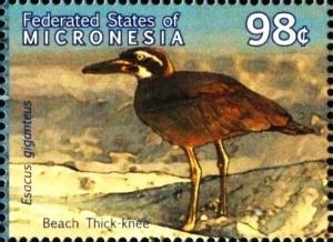 Colnect-5727-255-Beach-Thick-knee-Esacus-magnirostris.jpg