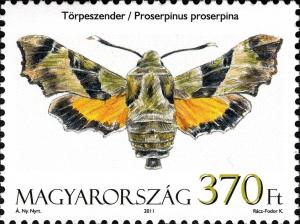 Colnect-960-663-Willowherb-Hawk-moth-Proserpinus-proserpina.jpg