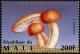 Colnect-2607-003-Orange-Milk-Cap-Lactarius-luculentus.jpg