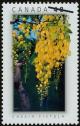 Colnect-577-077-Drumstick-Flower-Cassia-fistula.jpg