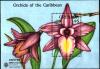 Colnect-2172-435-Laelia-rubescens.jpg