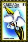 Colnect-4385-406-Phalaenopsis-aphrodite.jpg