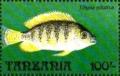 Colnect-6218-988-Nile-Tilapia-Tilapia-nilotica.jpg