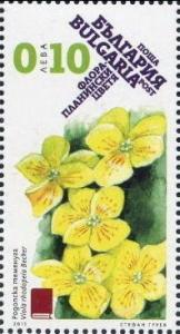 Colnect-3162-662-Viola-rhodopaea-Becker.jpg