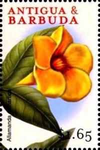 Colnect-4100-002-Allamanda-cathartica.jpg