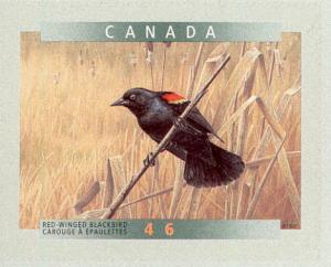 Colnect-1248-059-Red-winged-Blackbird-Agelaius-phoeniceus.jpg