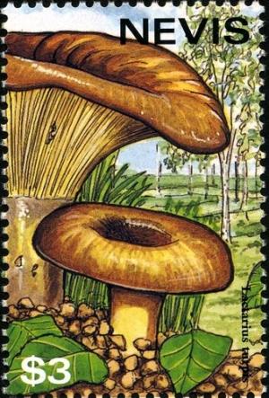 Colnect-2051-518-Lactarius-turpis.jpg