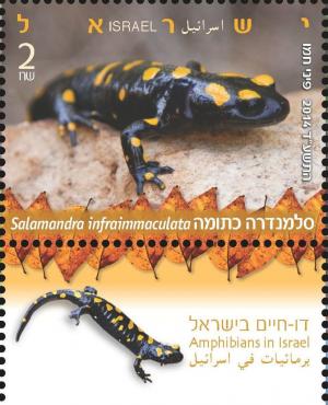 Colnect-2145-445-Near-Eastern-Fire-Salamander-Salamandra-infraimmaculata.jpg