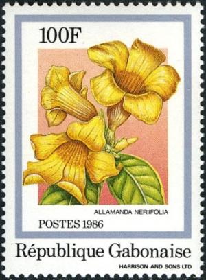 Colnect-2548-456-Allamanda-neriifolia.jpg