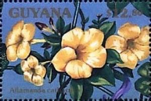 Colnect-3508-641-Allamanda-cathartica.jpg