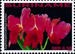 Colnect-4044-952-Sophrolaeliocattleya-marion.jpg