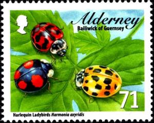 Colnect-4424-029-Harlequin-Ladybird-Harmonia-axyridis.jpg