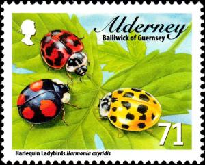 Colnect-5562-470-Harlequin-Ladybird-Harmonia-axyridis.jpg