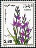 Colnect-872-144-Gladiolus-segetum.jpg