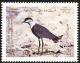 Colnect-1646-643-Spur-winged-Lapwing-Hoplopterus-spinosus.jpg