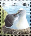 Colnect-4568-626-Atlantic-Yellow-nosed-Albatross-Thalassarche-chlororhyncho%E2%80%A6.jpg