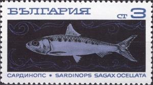 Colnect-3671-092-African-Pilchard-Sardinops-ocellata.jpg