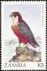 Colnect-864-830-Taita-Falcon-Falco-fasciinucha.jpg