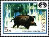 Colnect-1980-834-Wild-Boar-Sus-scrofa.jpg