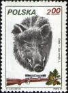 Colnect-1995-393-Wild-Boar-Sus-scrofa.jpg