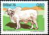 Colnect-793-409-Hornless-Tabapu-atilde--Cattle-Bos-primigenus-taurus.jpg