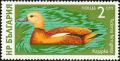 Colnect-1976-400-Ruddy-Shelduck-Tadorna-ferruginea.jpg