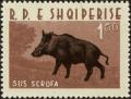 Colnect-5041-494-Wild-Boar-Sus-scrofa.jpg