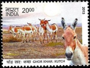 Colnect-1701-710-Baluchi-Wild-Ass-Equus-hemionus-khur.jpg