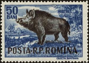 Colnect-4318-502-Wild-Boar-Sus-scrofa.jpg