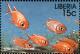 Colnect-3977-592-Doubletooth-Soldierfish-Mypipristis-hexagona.jpg