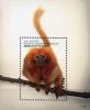 Colnect-4846-422-Golden-lion-tamarin.jpg