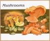 Colnect-2206-639-Chanterelle-Cantharellus-cibarius.jpg