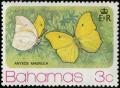 Colnect-2562-216-Yellow-angled-Sulphur-Anteos-maerula.jpg