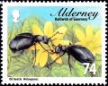 Colnect-5486-762-Oil-Beetle-Meloe-proscarabaeus-.jpg