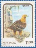 Colnect-557-872-Himalayan-Golden-Eagle-Aquila-chrysa-euml-tos-daphanea-.jpg