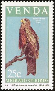 Colnect-751-635-Yellow-billed-Kite-Milvus-aegyptius.jpg