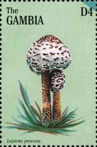 Colnect-3071-758-Lepiota-procera.jpg