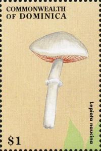 Colnect-3037-962-Lepiota-naucina.jpg