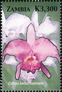 Colnect-2657-591-Cattleya-luedoemanniana.jpg