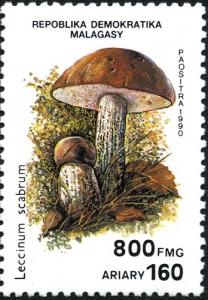 Colnect-2165-303-Leccinum-scabrum.jpg