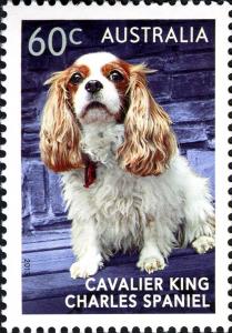 Colnect-1916-967-Cavalier-King-Charles-Spaniel-Canis-lupus-familiaris.jpg